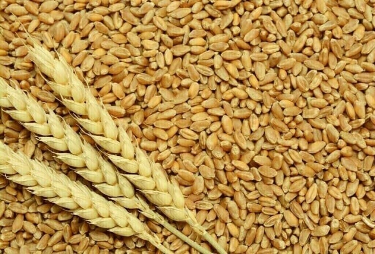 Black Sea Surge: Russian Wheat Export Prices Dip Russian wheat export prices have seen a downtrend recently